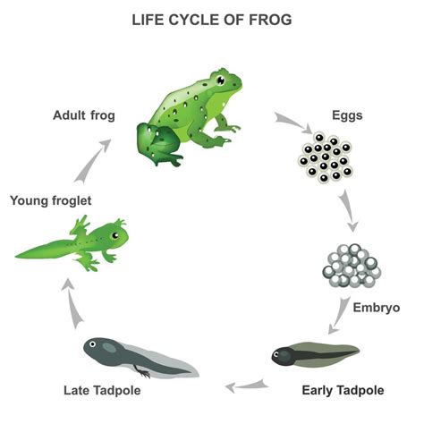 Life Cycle Of Frog Vector Illustration 20240693 Vector Art At Vecteezy