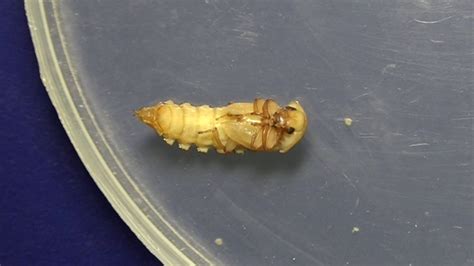 Mealworm Pupa To Beetle Youtube