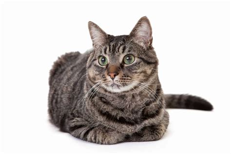 All About The Domestic Short Haired Cat 2023