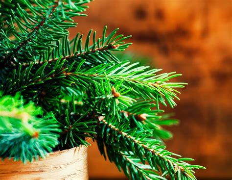 Evergreens More Than Just Pine This Article Discusses The Topical