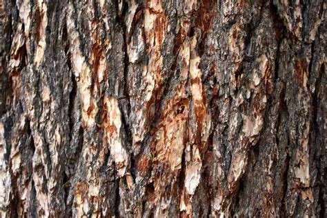 Free Photo Pine Tree Texture Backdrop Resource Organic Free