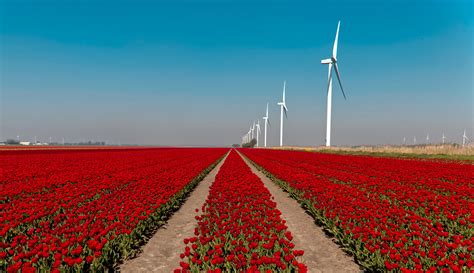 Check spelling or type a new query. De Bollenstreek - What to do in the flower-bulb region ...