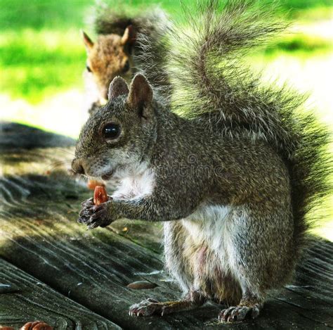 Squirrel Eating A Nut Stock Image Image Of Green Wild 120270741