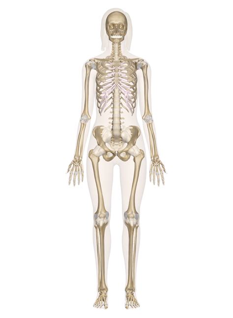 Memchik Club Human Skeleton Images Human