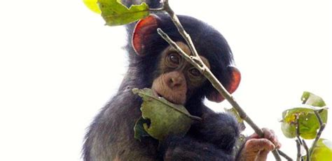 Young Male Chimpanzees Play More Than Females With Objects But Do Not