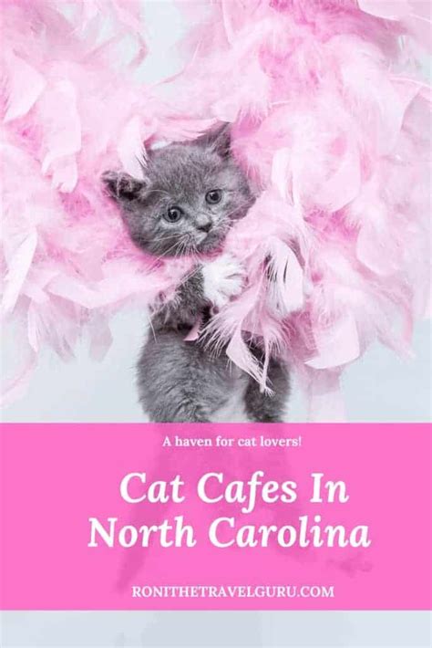 Denver austin washington, dc dallas melbourne sydney montreal all cities. There Must Be Cat Cafes Near Me! Where Are The Cat Cafes ...