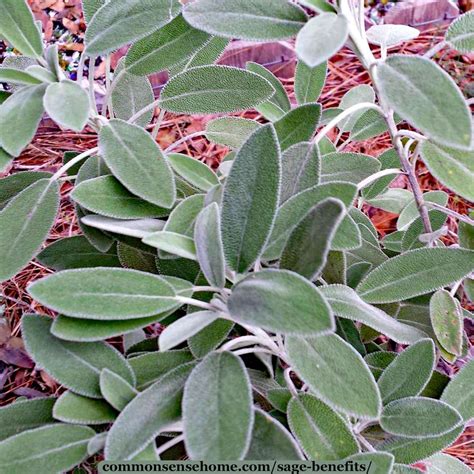 Sage Benefits For Home Health And Personal Care