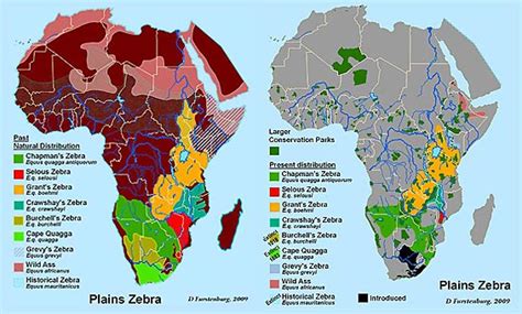 Zebras live the part of africa that all zebras live. http://www.wildliferanching.com/content/plains-zebra-equus ...