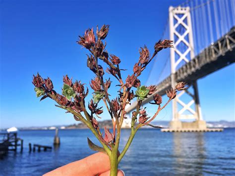 While you can buy roses at any corner store, the quality and grandeur of our varietals is second to none. I found four pups propagating from an old flower stem in a ...