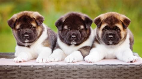 Find cute dogs available for adoption & bring your puppy home from a reputable agency today. Akita Mix Puppies For Sale | Greenfield Puppies