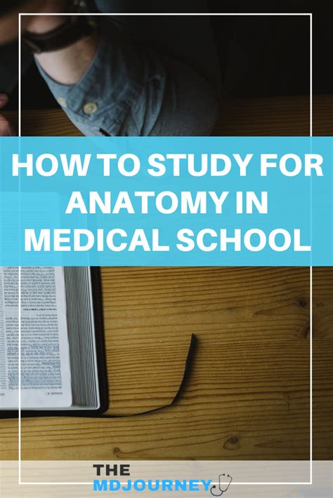 3 Ways To Better Study For Anatomy In Medical School Artofit