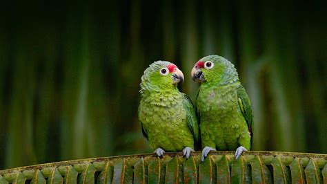 Two Little Green Parrots Are Standing On Tree Leaves Branch Hd Birds