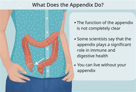 What Does The Appendix Do Anatomy Function Diseases