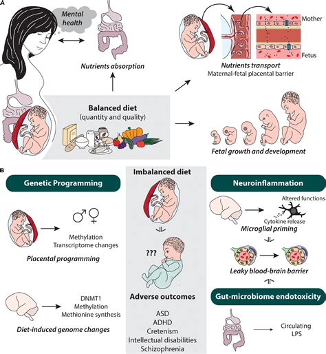 Frontiers From Maternal Diet To Neurodevelopmental Disorders A Story