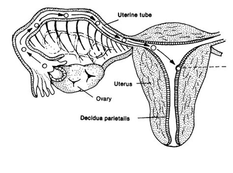 Female body parts that start with the letter d:deltoid muscle,diaphragm,digestive system,dimples female, because in the cells in some parts of the body, 1 x chromosome is switched off and in other. Diagrams of the Female Reproductive System | 101 Diagrams