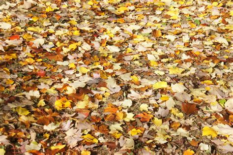 Detail Autumn Leaves On The Forest Floor Stock Photo Image Of Tree