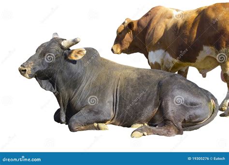 Two Bulls Stock Photo Image Of Orange Spot Rural Bull 19305276
