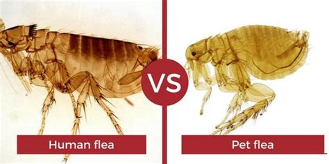 Fleas Arent Just A Problem For Pets Learn How To Get Rid Of Them