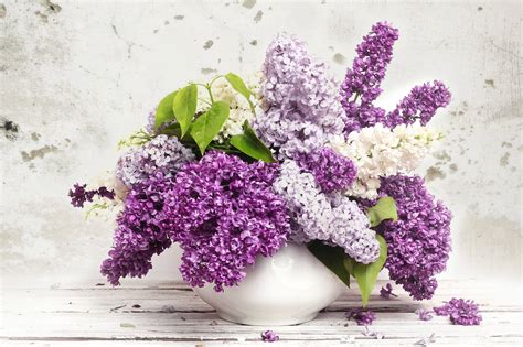 Lilac Hd Flowers 4k Wallpapers Images Backgrounds Photos And Pictures