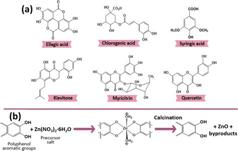 A Chemical Structures Of Polyphenolic Compounds And B Possible