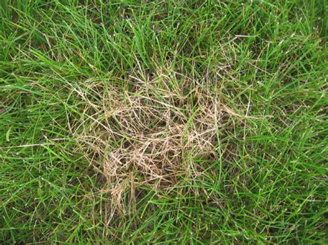 Fungus that lives in the soil causes this disease. Lawn and Turf-Dollar Spot | Pacific Northwest Pest ...
