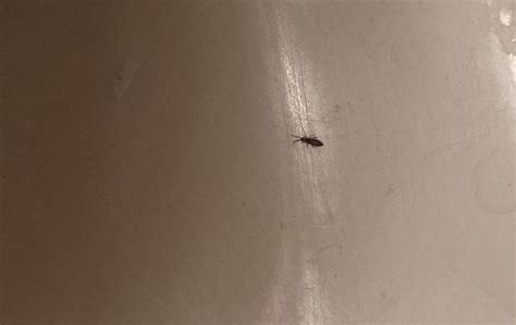 Amazing Ideas Of Tiny Bugs In Bathroom Sink Drain Concept Mayalexa