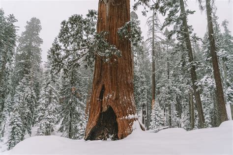 Everything You Need To Know Before Visiting Sequoia National Park In