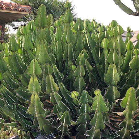 Sherman Library & Gardens (Corona del Mar) - 2019 All You Need to Know