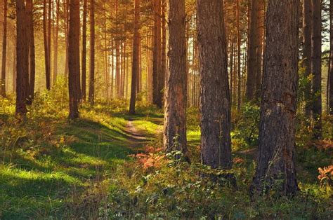 Sunny Forest Forest Sunny Nature Trees Hd Wallpaper Peakpx