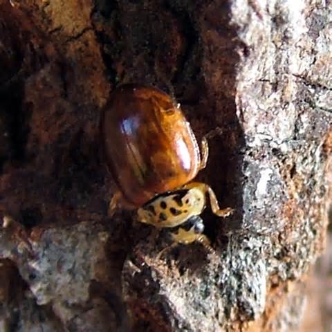 Brown Ladybug Beetle Mulsantina Picta Bugguidenet