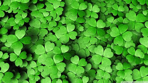 Top View Angle Of Four Leaf Clovers Hd Four Leaf Clover Wallpapers Hd