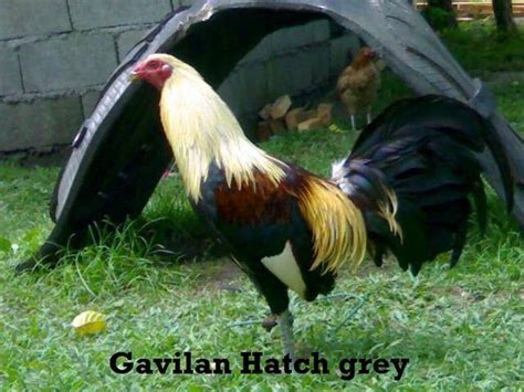 Check spelling or type a new query. Fighting Cock imported FOR SALE ADOPTION from Quezon ...