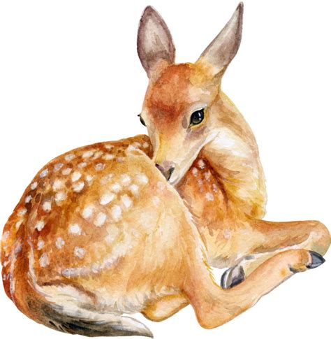 Deer Mammal Png Images Transparent Background Png Play
