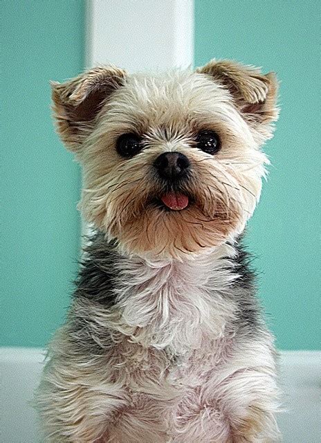 Yorkie Maltese Mix 10 Interesting Facts That You Must Know Espoir