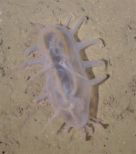 Htnt Sea Pig Scotoplanes Strange Creatures Living In The Deep