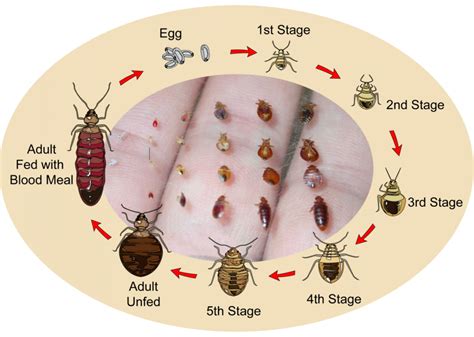 Bed Bug Reproduction