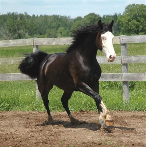 Friesian Sporthorse Info Origin History Pictures
