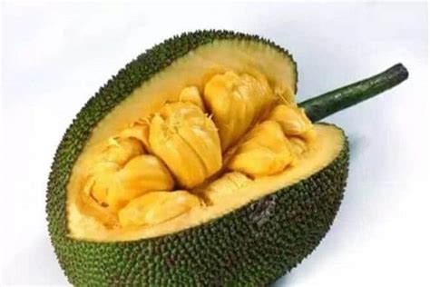 Jackfruit To Be Keralas State Fruit Declaration On March 21 India