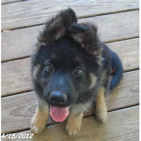 Show Me Your Long Coated Gsds German Shepherd Dog Forums
