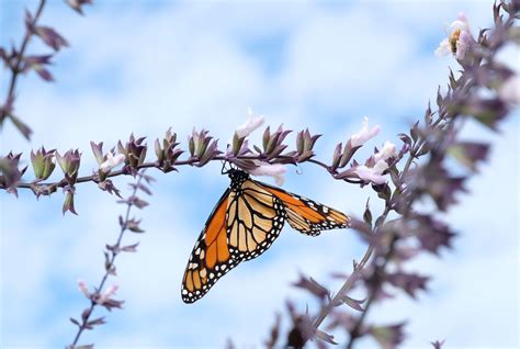 Monarch Butterflies Have Arrived Plants That Attract Butterflies