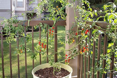 Growing Tomatoes In Pots Bonnie Plants