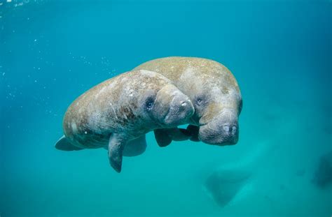 14 Best Places To See Manatees In Florida Florida Vacationers