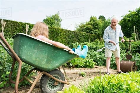 Girl Sitting In Wheelbarrow Grandfather Gardening Stock Photo Dissolve