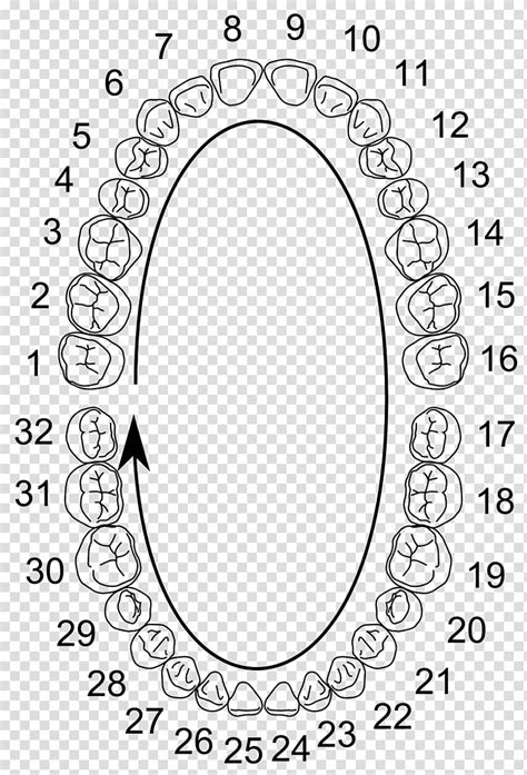 Tooth Numbering System Word File Pdf Dental Anatomy Human Tooth