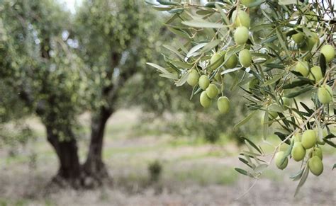 How To Grow Olive Trees Faq Olive Grove Oundle