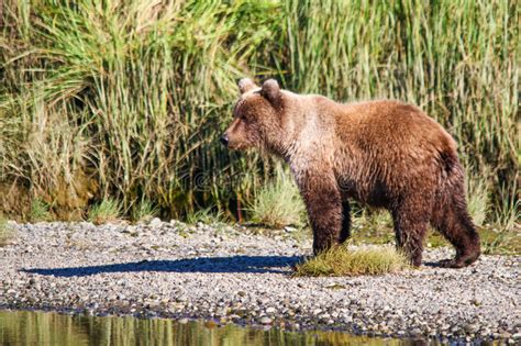 Alaska Brown Grizzly Bear Silver Salmon Creek Stock Image Image Of