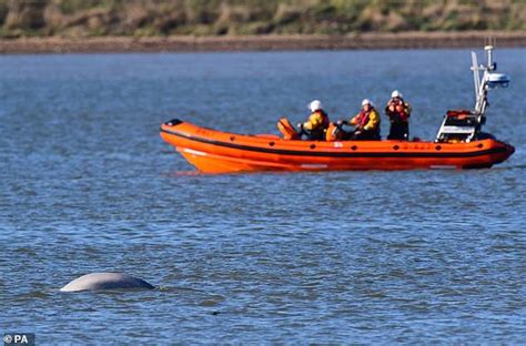 Benny The Beluga Whale Is Still In River Thames After Nearly 2 Months Daily Mail Online