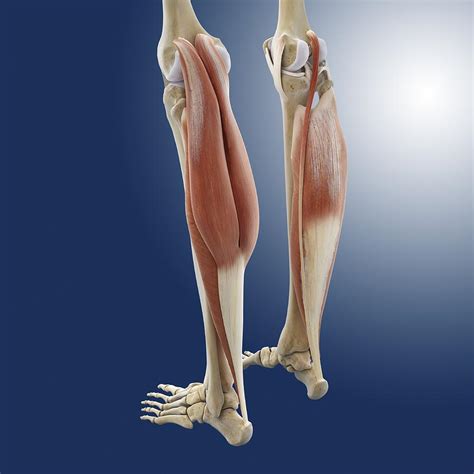 Calf Muscles Artwork 2 Photograph By Science Photo Library Pixels