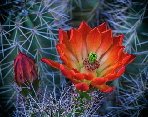 Beauty Of A Desert Spring Photograph By Saija Lehtonen