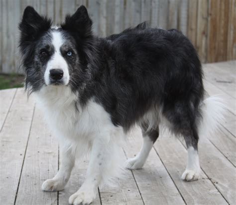 Knotty Pine Ranch Beautiful Blue Merle Border Collie In Idaho